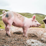 fagerdalen-seterstøl-35